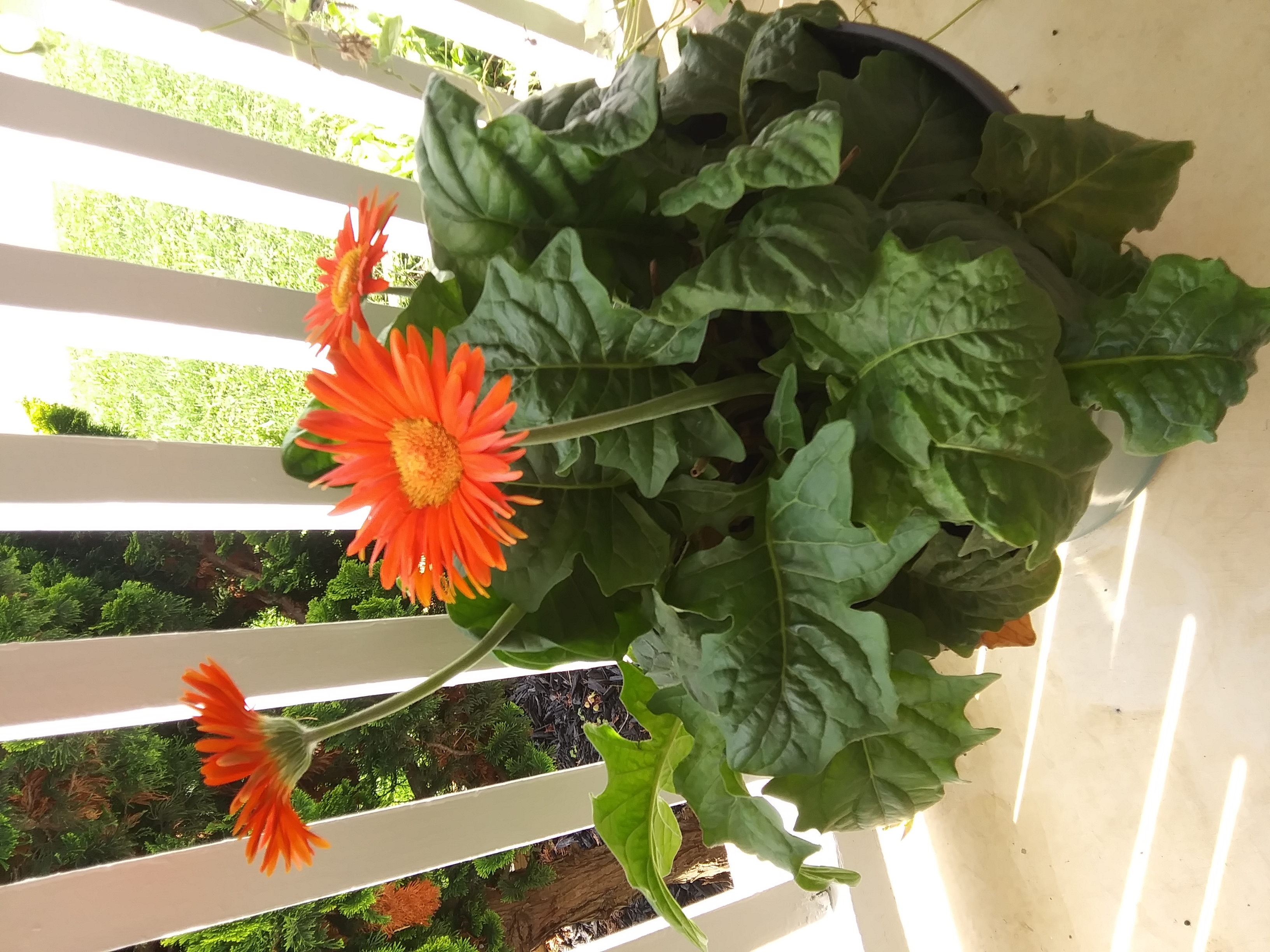 RedFlowers